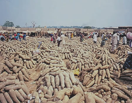 Yam