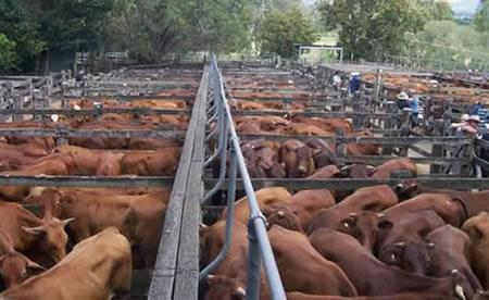 livestock