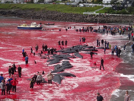 whales