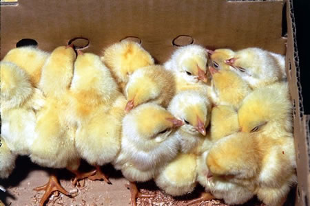 breeding farm