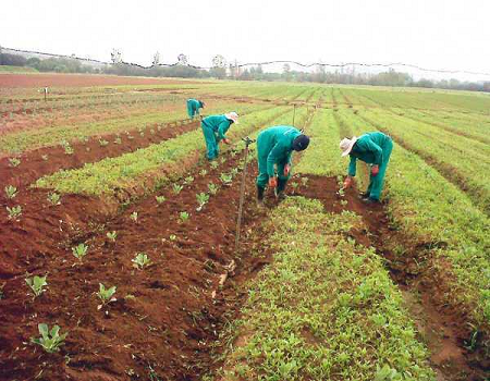 Crops farmers